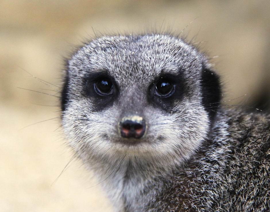 linz zoo